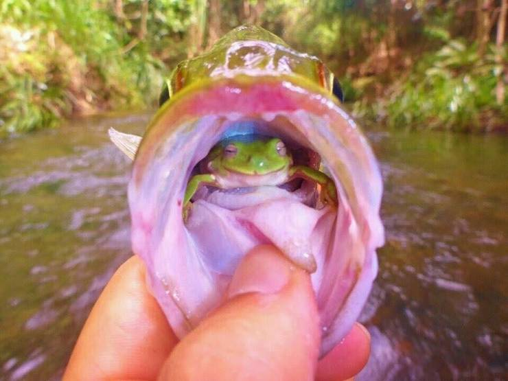 frog in fish mouth