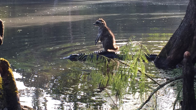 racoon riding alligator