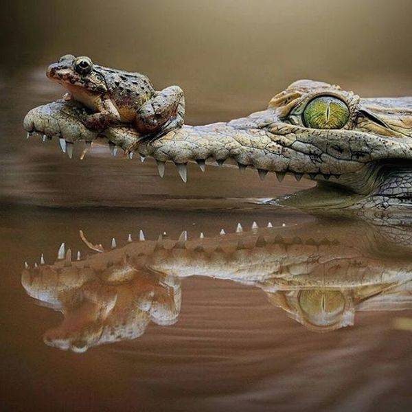 crocodile painting
