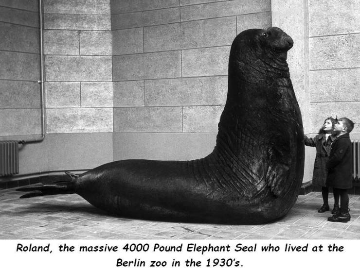 roland elephant seal - Roland, the massive 4000 Pound Elephant Seal who lived at the Berlin zoo in the 1930's.