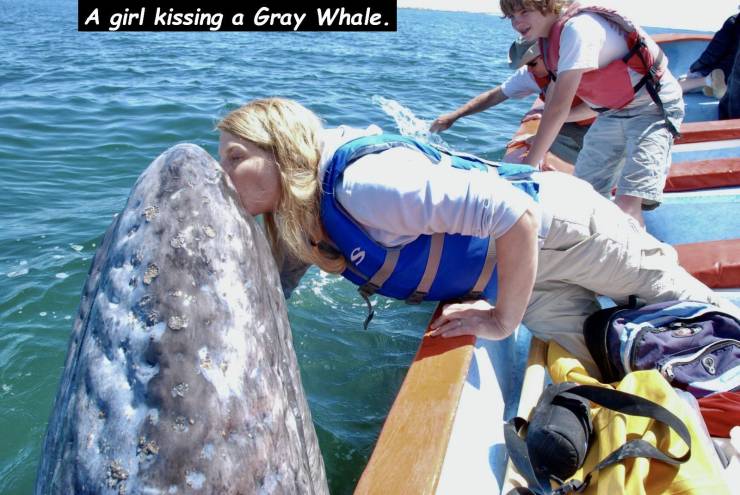whales dolphins and porpoises - A girl kissing a Gray Whale.