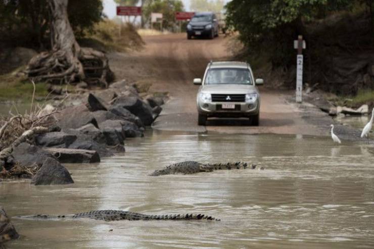crocodiles on road in australia
