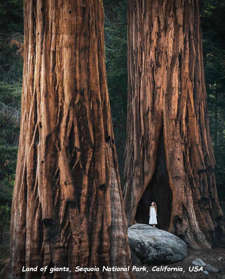 trunk - Land of giants, Sequoia National Park, California, Usa