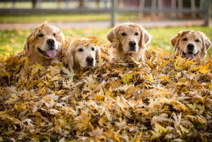 dog raking leaves