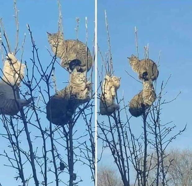 harvest is bountiful this year cat