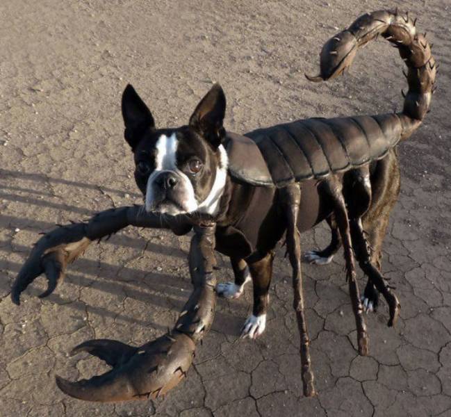 scorpion dog costume