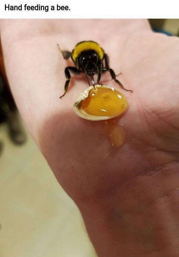 hornet - Hand feeding a bee.