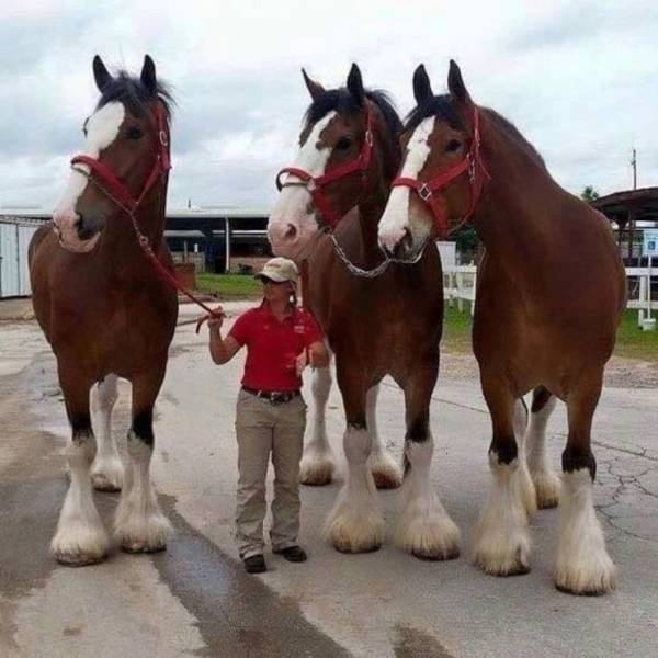 huge clydesdale horse