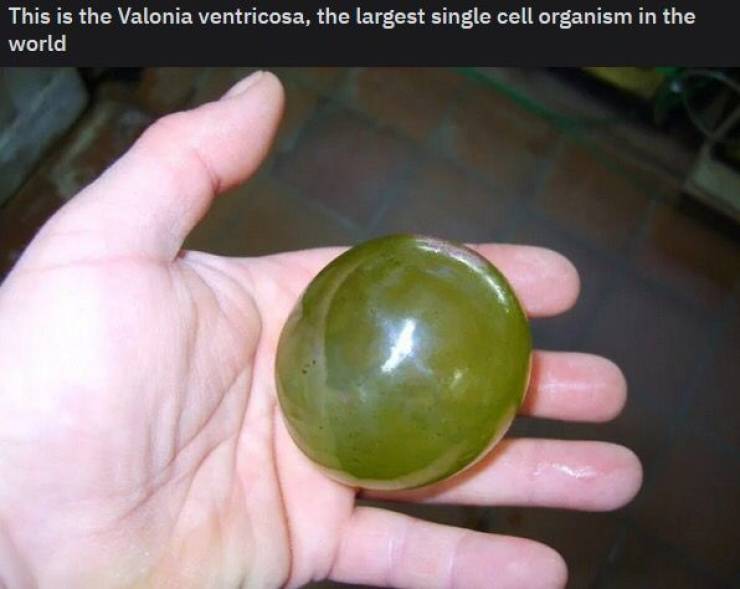 valonia ventricosa - This is the Valonia ventricosa, the largest single cell organism in the world