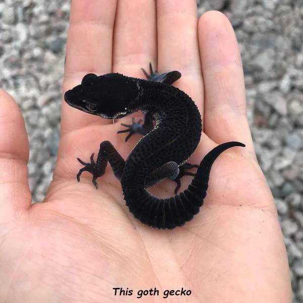 black gecko - This goth gecko