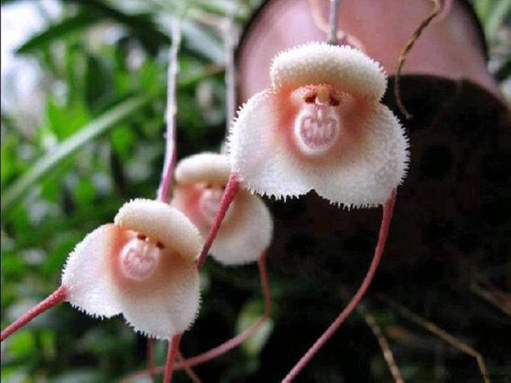 monkey faced orchid