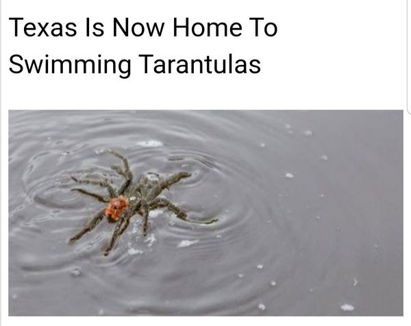 tarantula swimming - Texas Is Now Home To Swimming Tarantulas