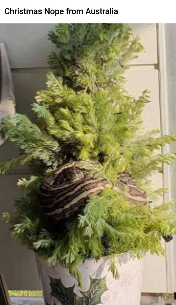 woman finds 10 foot python in her christmas tree - Christmas Nope from Australia