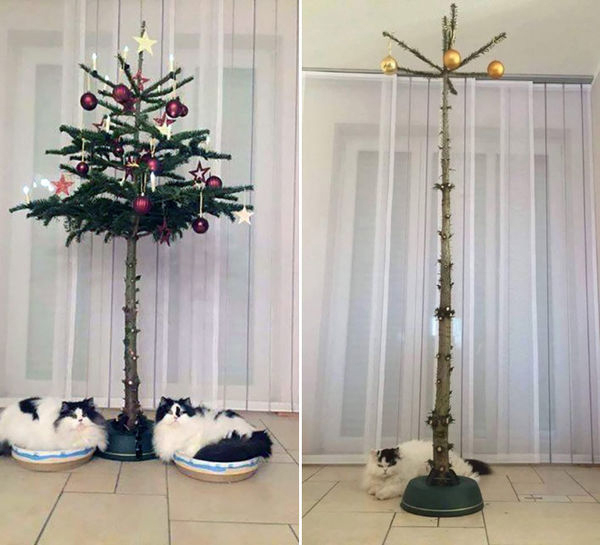 cat proof christmas trees