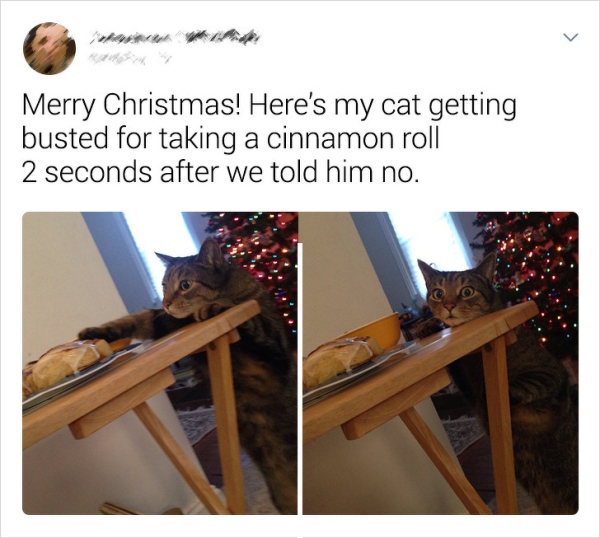 merry christmas cat cinnamon buns - Merry Christmas! Here's my cat getting busted for taking a cinnamon roll 2 seconds after we told him no.