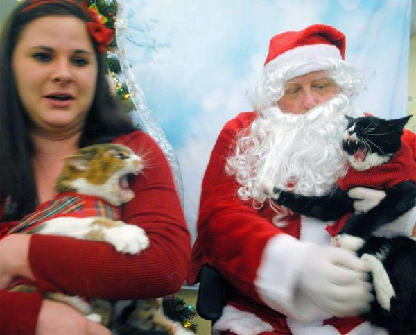 cats and santa