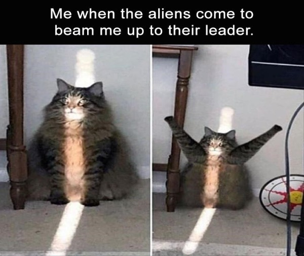 cat praising the sun - Me when the aliens come to beam me up to their leader.
