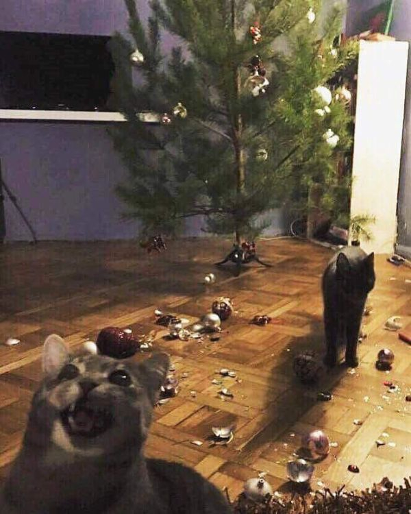 christmas tree meme cat