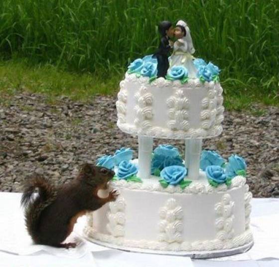 wedding squirrel