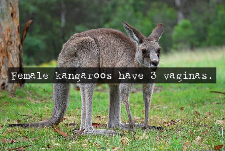 Kangaroo - Female kangaroos have 3 vaginas.