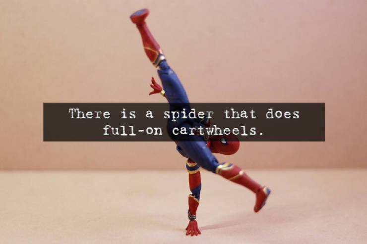 There is a spider that does _fullon cartwheels.