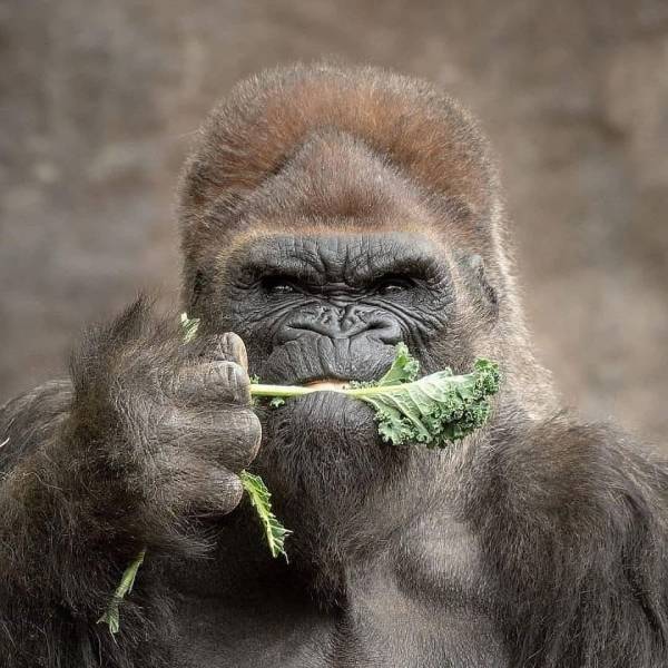 gorilla with beard