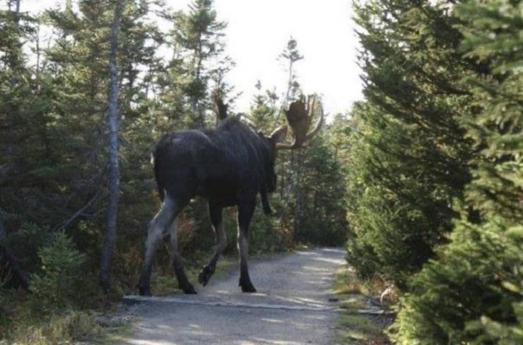 giant moose canada
