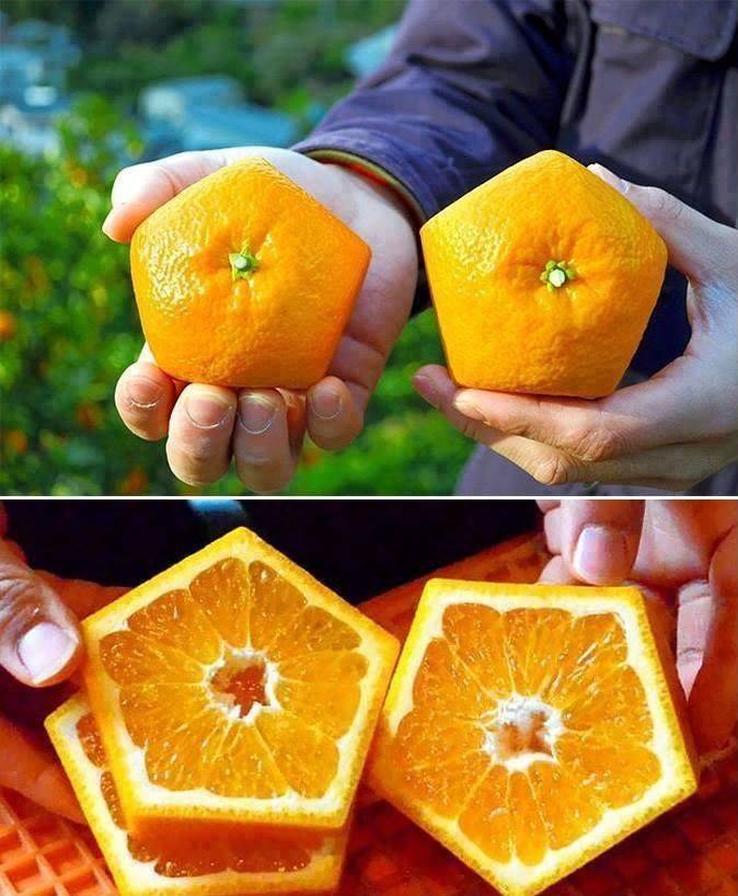 japan shaped fruit