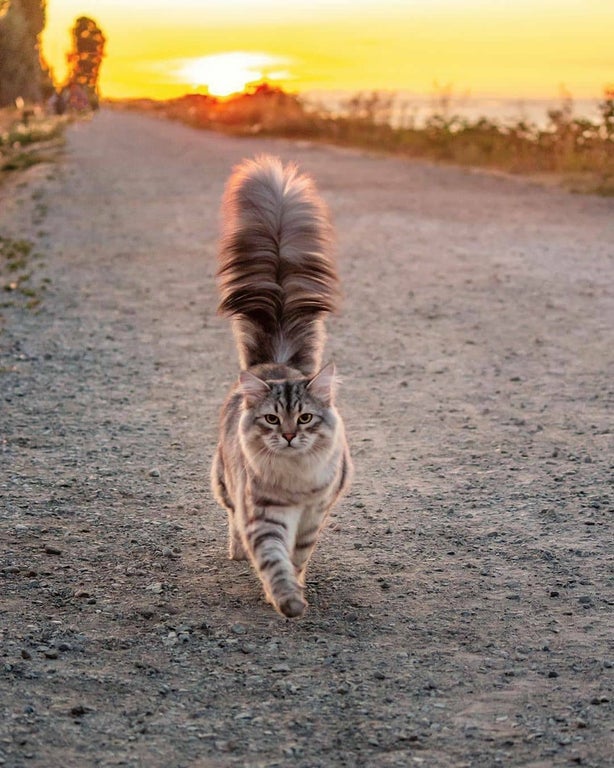 siberian forest cat tail