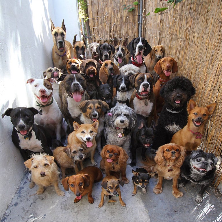30 dogs