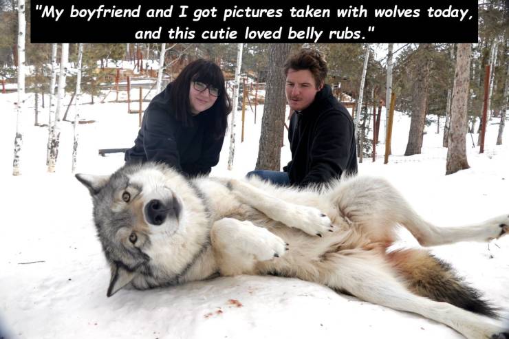 fur - "My boyfriend and I got pictures taken with wolves today, and this cutie loved belly rubs."