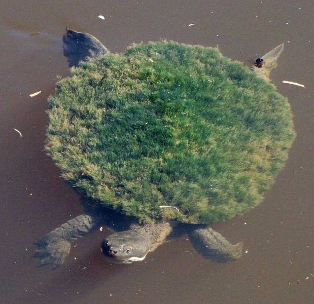 mary river turtle