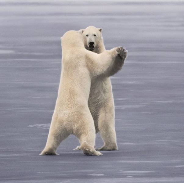 frans lanting polar bears