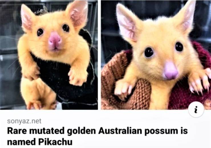 photo caption - sonyaz.net Rare mutated golden Australian possum is named Pikachu