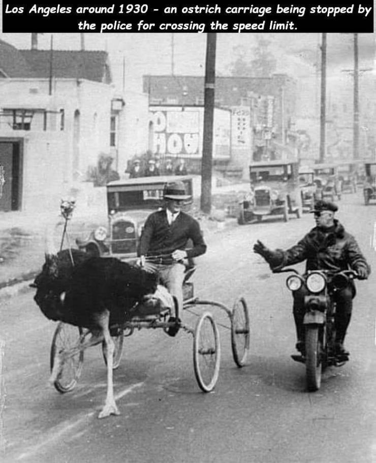 ostrich carriage - Los Angeles around 1930 an ostrich carriage being stopped by the police for crossing the speed limit.
