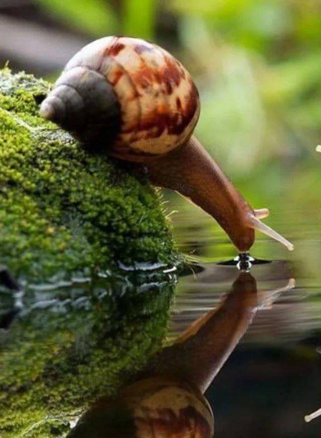 beautiful snail