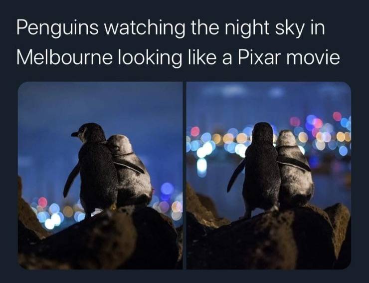 age com au - Penguins watching the night sky in Melbourne looking a Pixar movie