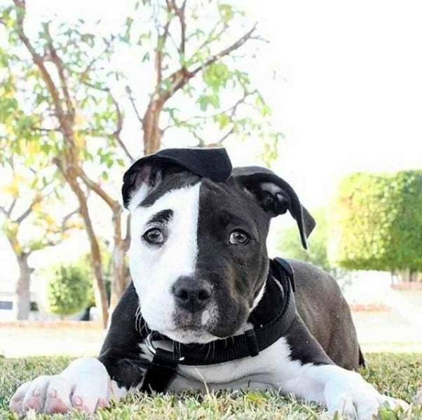 dog with half black half white face