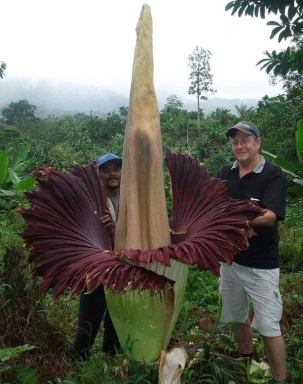 largest flower in the world