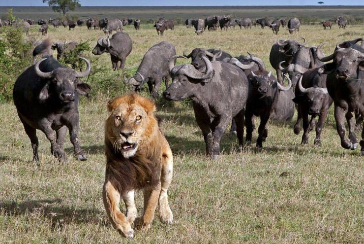 buffalo protecting calf from lion