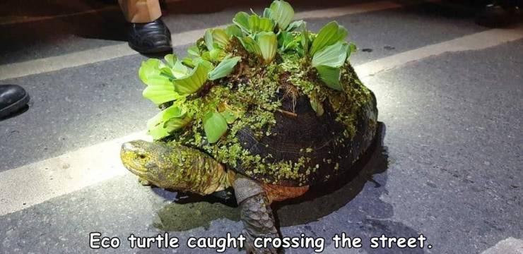 Anime - Eco turtle caught crossing the street.