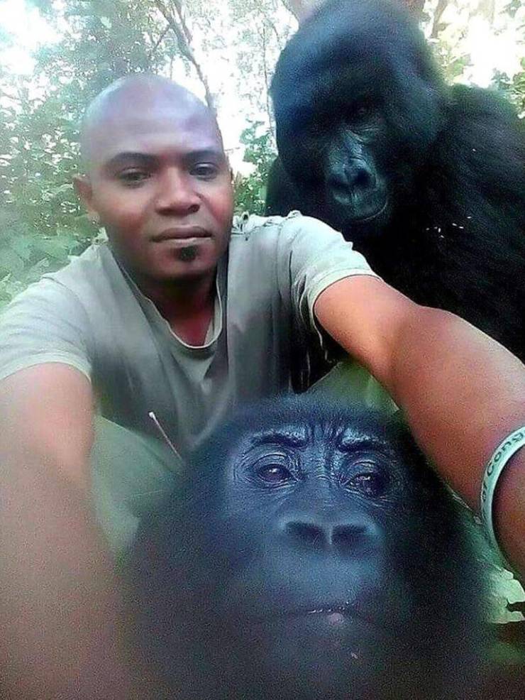 gorilla poacher selfie - Con