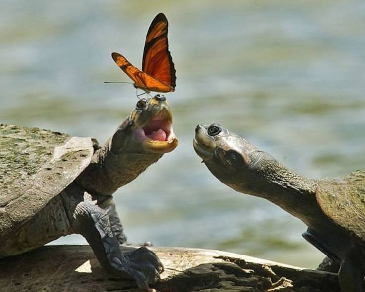 turtle and butterfly