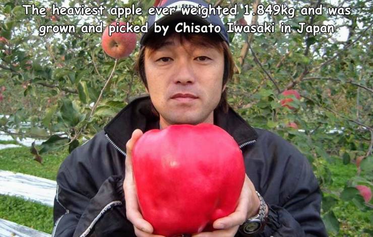 chisato iwasaki - The heaviest apple ever weighted g and was grown and picked by Chisato Iwasaki in Japan