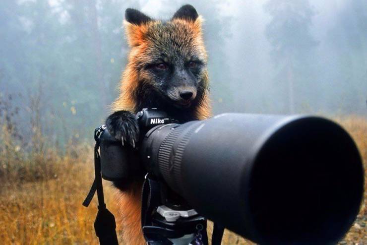 animals camera - Niko