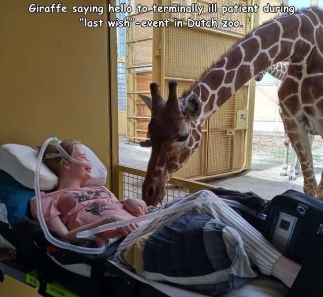 Giraffe - Giraffe saying hello to terminally ill patient during "last wish"event in Dutch zoo.