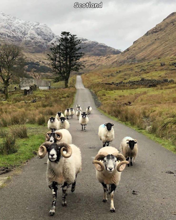 sheep - Scotland