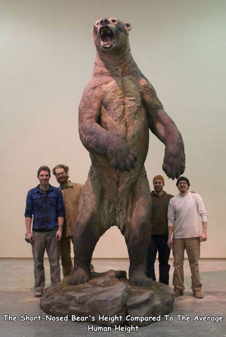 short faced bear - The ShortNosed Bear's Height Compared To The Average Human Height