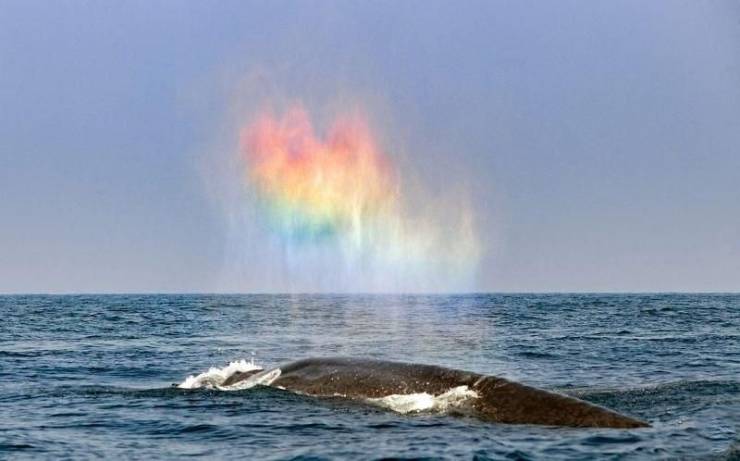 blue whale rainbow