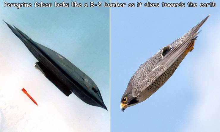 peregrine falcon b2 bomber - Peregrine falcon looks a B2 bomber as it dives towards the earth